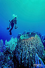 Carl with Camera Gear above Blue Basket Sponge